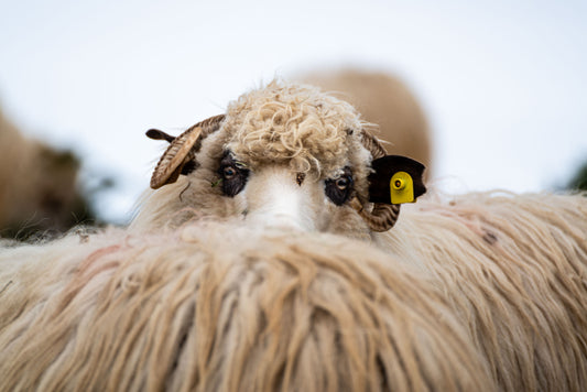 Transylvanian Sheep