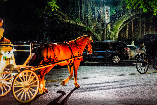 Horse and carraige, St Petersburg