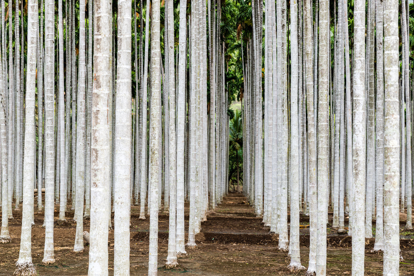 South Indian Areca trees