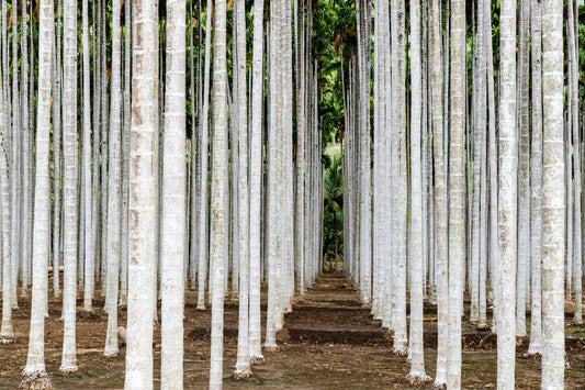South Indian Areca trees
