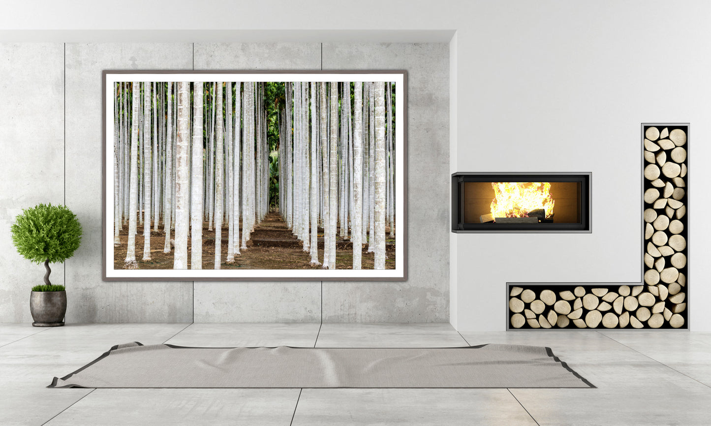 South Indian Areca trees