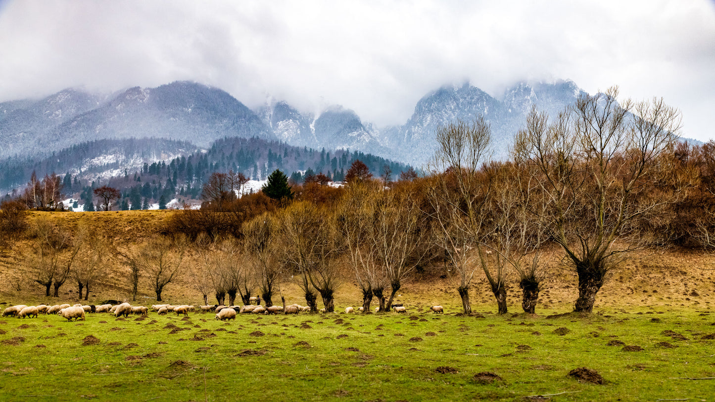 Carpathian Mountains, Romania
